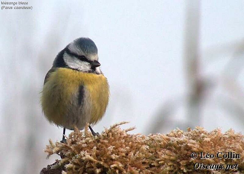 Mésange bleue, identification