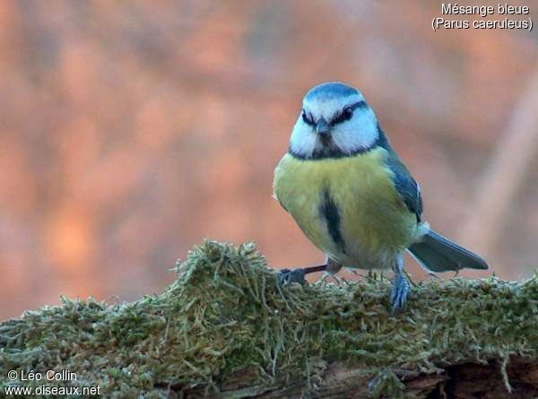 Mésange bleue