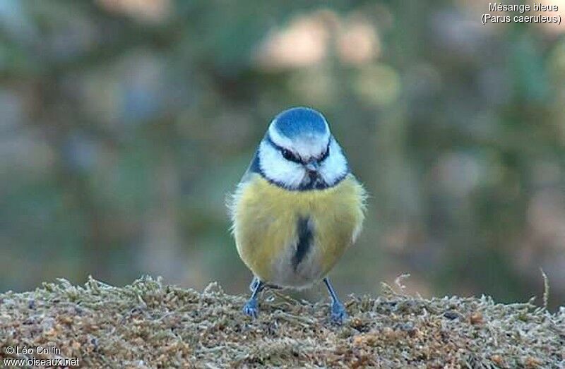 Mésange bleue