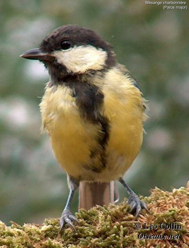 Mésange charbonnière