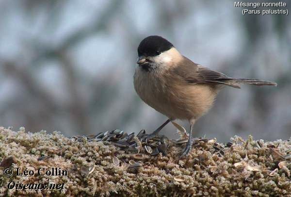 Mésange nonnette